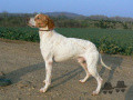 Pedigree VIDOCQ DE LA TOUR DE VAYROLS Pedigree VIDOCQ DE LA TOUR DE VAYROLS